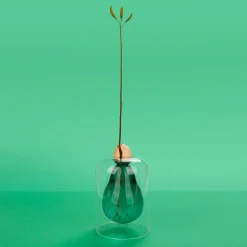 Balvi Avocado Seed Glass Vase Hot