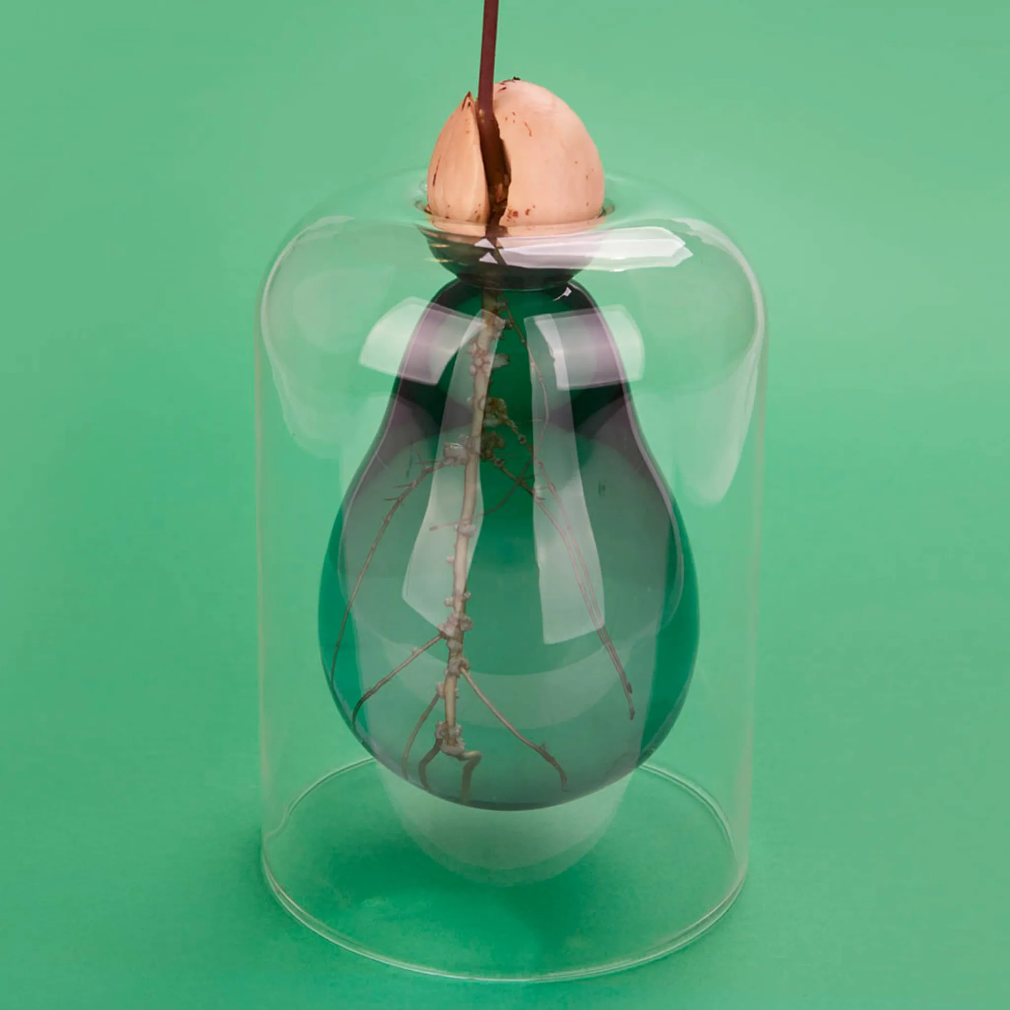 Balvi Avocado Seed Glass Vase Hot