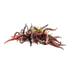 Delicioso Guindilla Pepper Ristra - String of 50 Hot