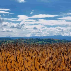 Mulino Marino Organic Enkir (Einkorn) Spelt Grain, 1kg Sale