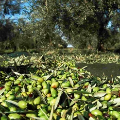 Galantino Puglian Extra Virgin Olive Oil in Amphora Bottle, 500ml Discount