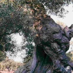 Galantino Puglian Olive Oil with Lemon in Terracotta Bottle, 250ml