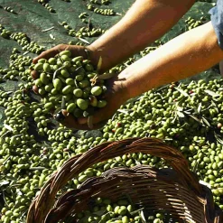 Galantino Puglian Olive Oil with Lemon in Terracotta Bottle, 250ml