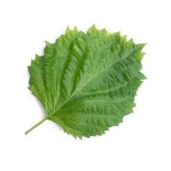 Veritable Asian Lingot Insert, Organic Green Shiso Sale